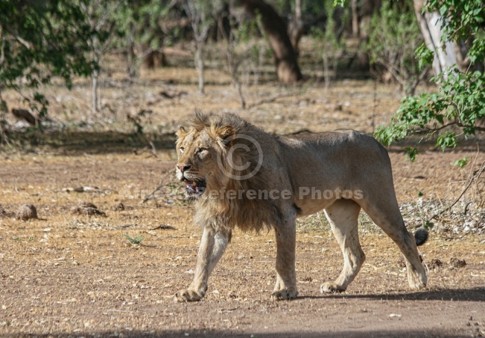Male Lion Striding Out