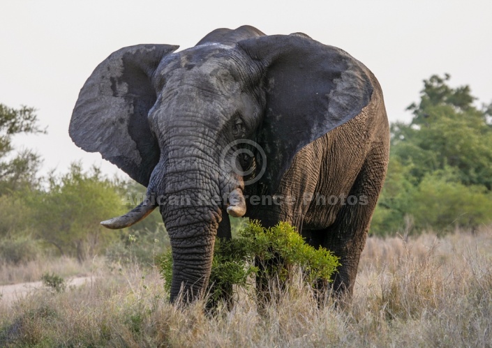 Elephant Bull with Heavy Tusks