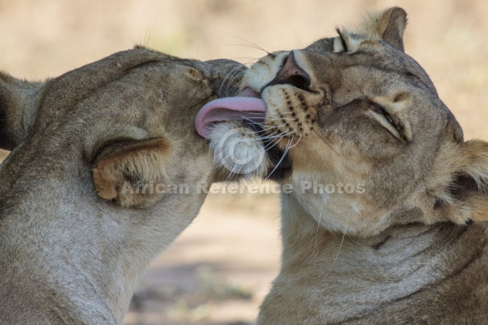 Lioness Pair Nuzzling