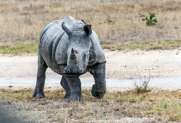 White Rhino Reference Photo