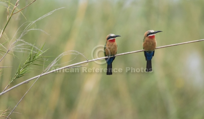 White-fronted bee-eaters