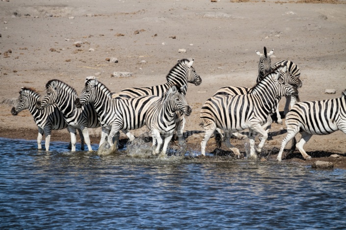 Zebra Group Take Fright