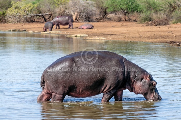 Hippo standing in shallow water, side view