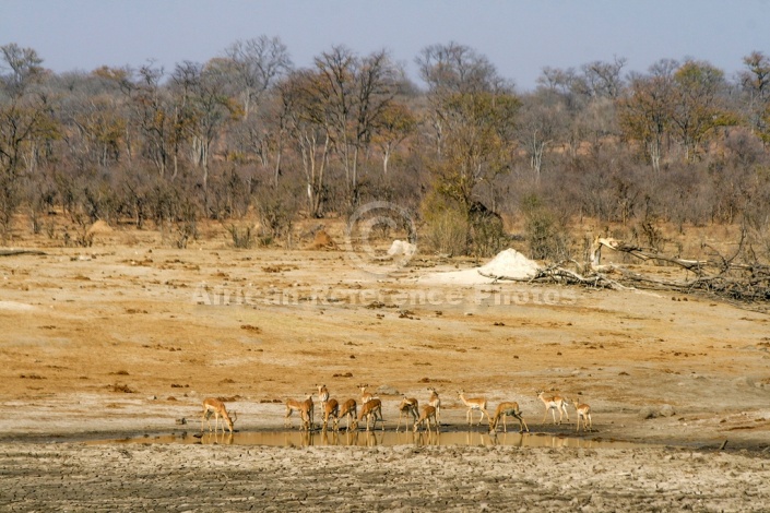 Impala herd drinking
