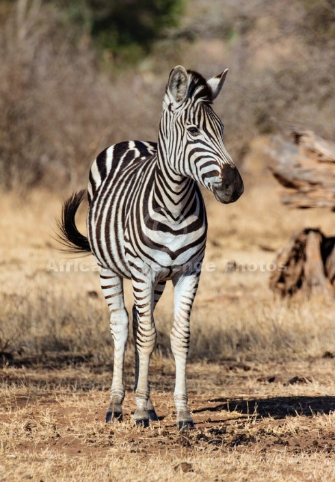 Zebra Standing, three-quarter view