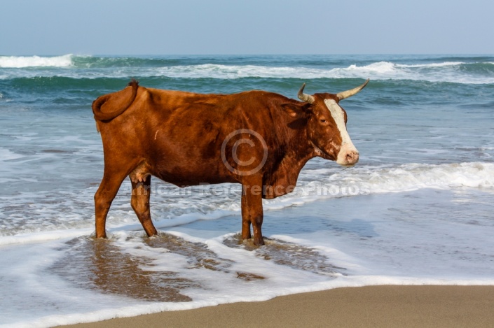 Cow Standing in Foamy Sea Water