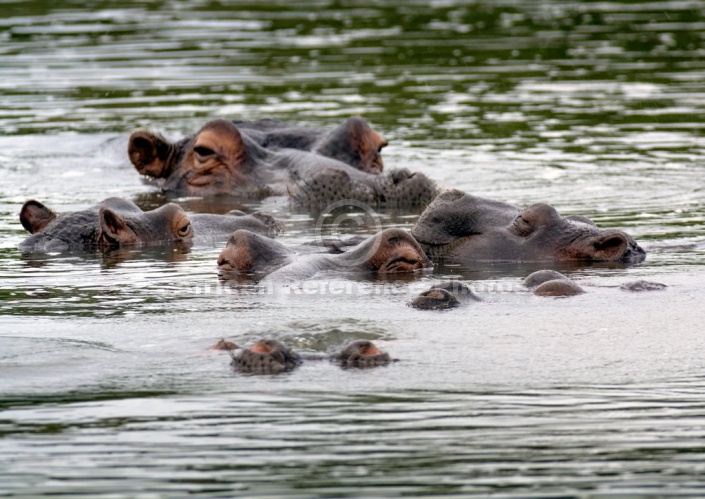 Hippo Group Close Together
