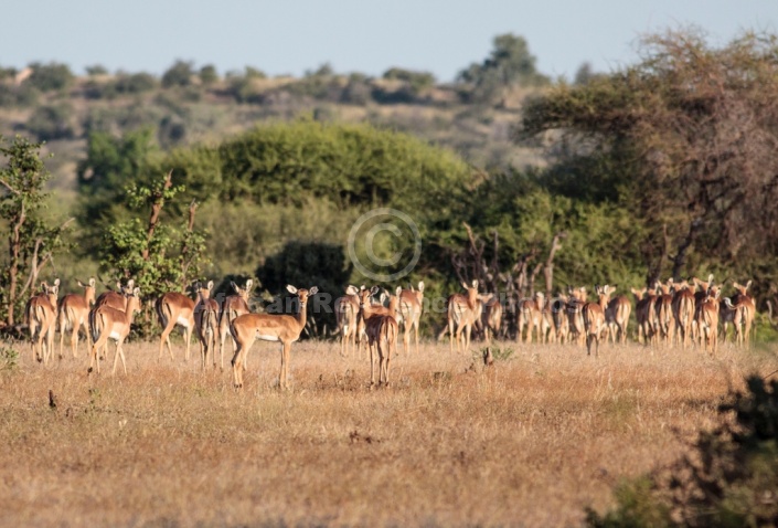 Impala