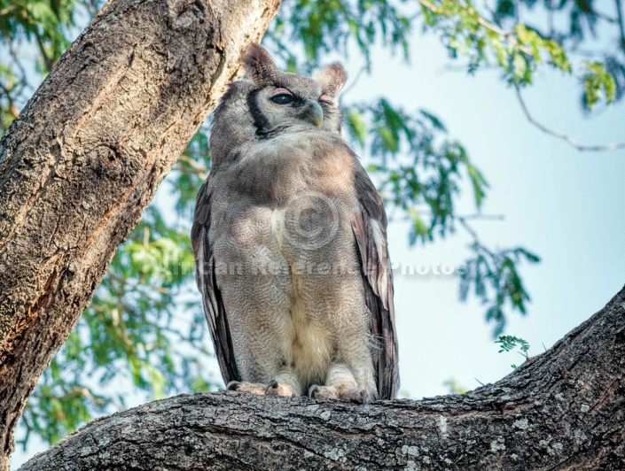 Verreaux's Eagle-Owl Looking to Side