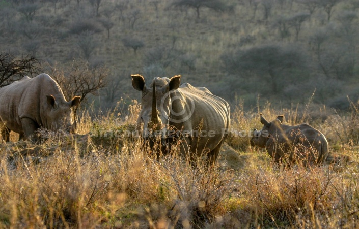 White Rhino Trio