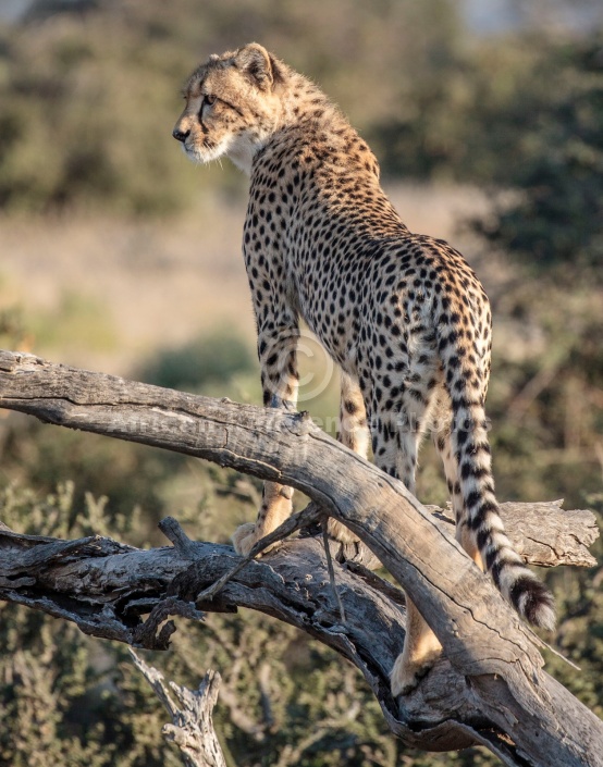 Young Cheetah on Tree Stump