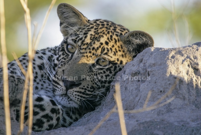 Leopard Juvenile, Close-up