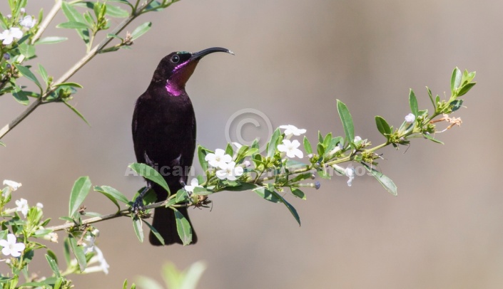 Amethyst Sunbird on Freylinia Twig