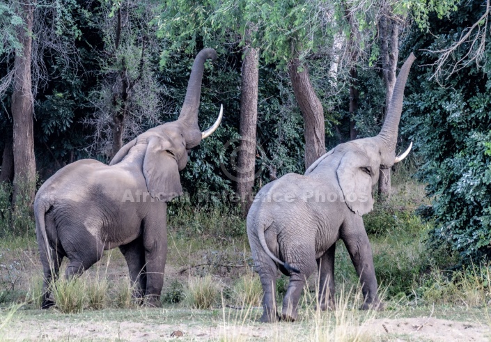 Elephant Pair with Trunks Outstretched
