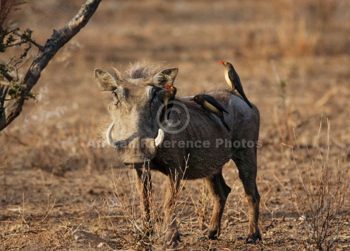 Warthog with Red-billed Oxpeckers