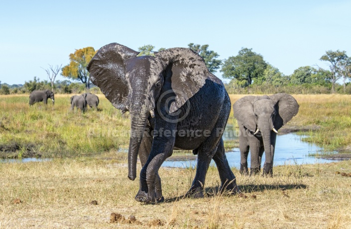 Wet Elephant with Ears Flapping