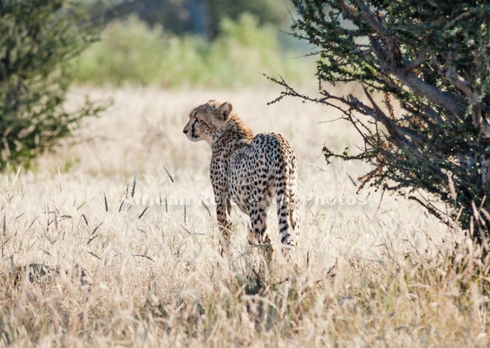 Young Cheetah in Winter Grass