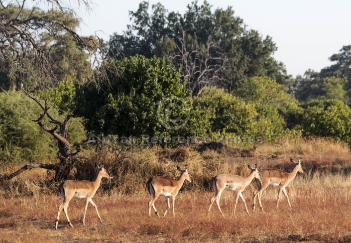 Impala