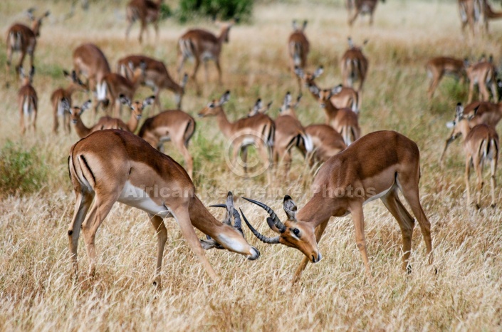 Impala Antelope Sparring