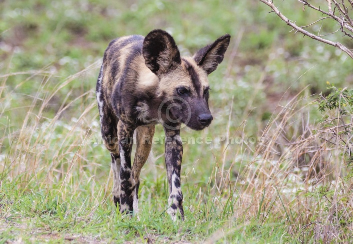 Wild Dog