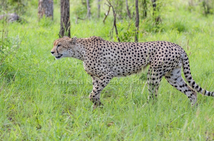 Cheetah Male on the Prowl
