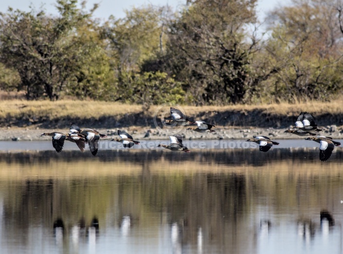 Egyptian Geese in Flight