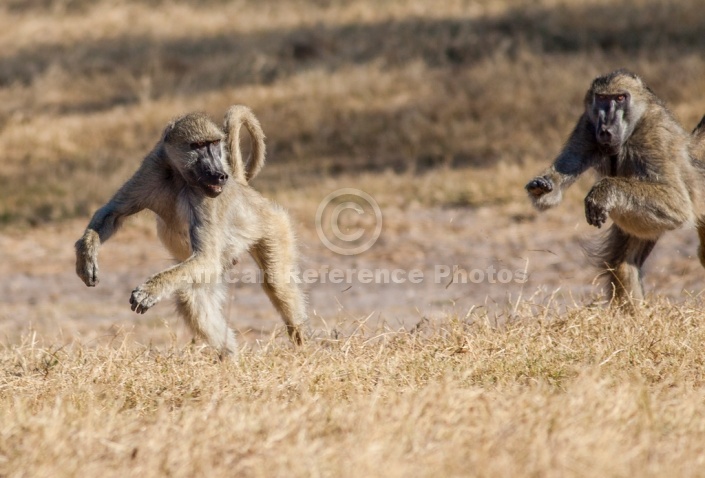 Chacma Baboon Agression