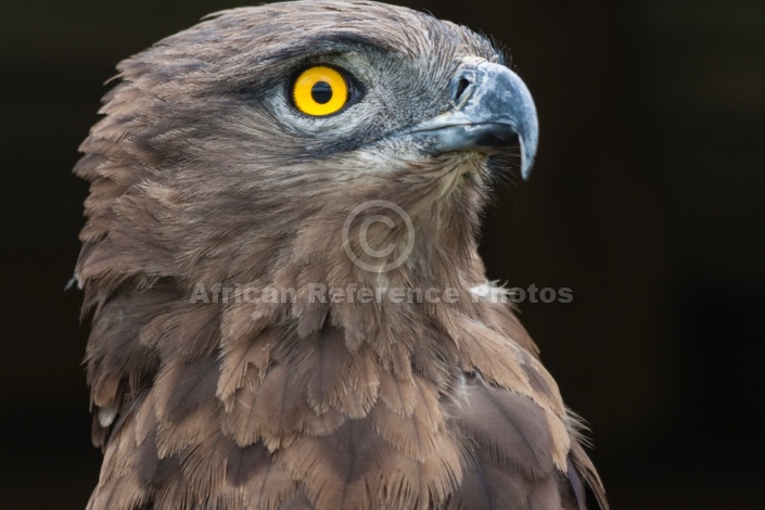 Brown Snake Eagle, Head and Neck