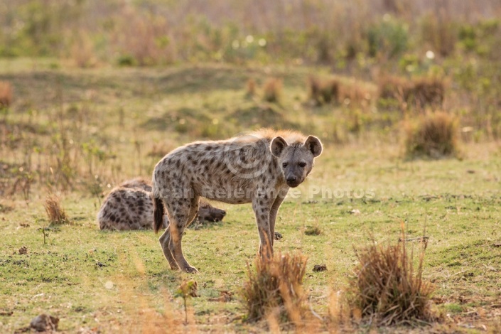 Spotted Hyena photo for art reference