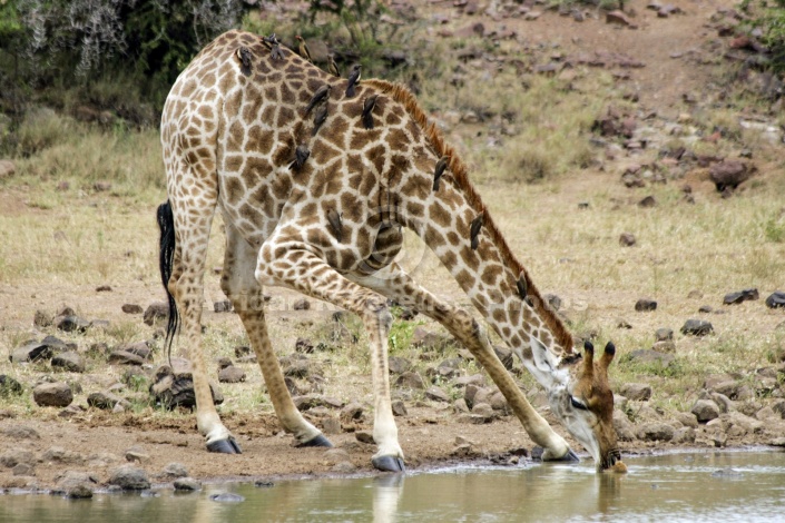 Giraffe Bending to Drink