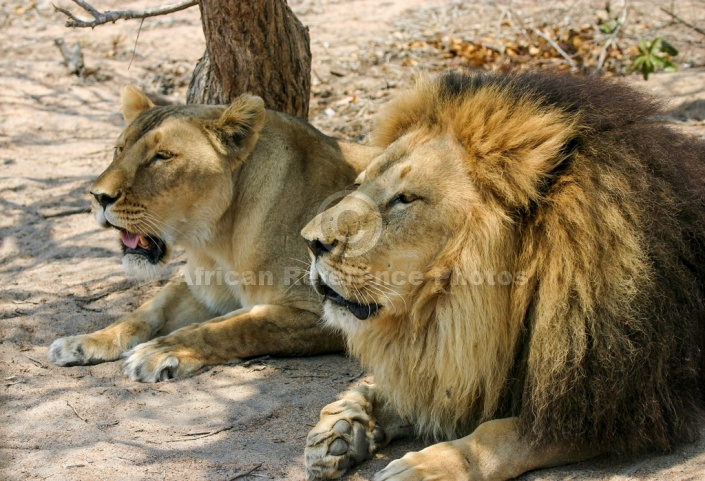Lion and Lioness Lying in Shade