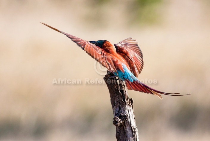 Carmine Bee-eater