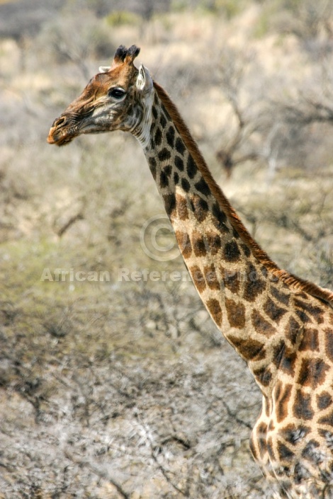 Giraffe Female, Side View