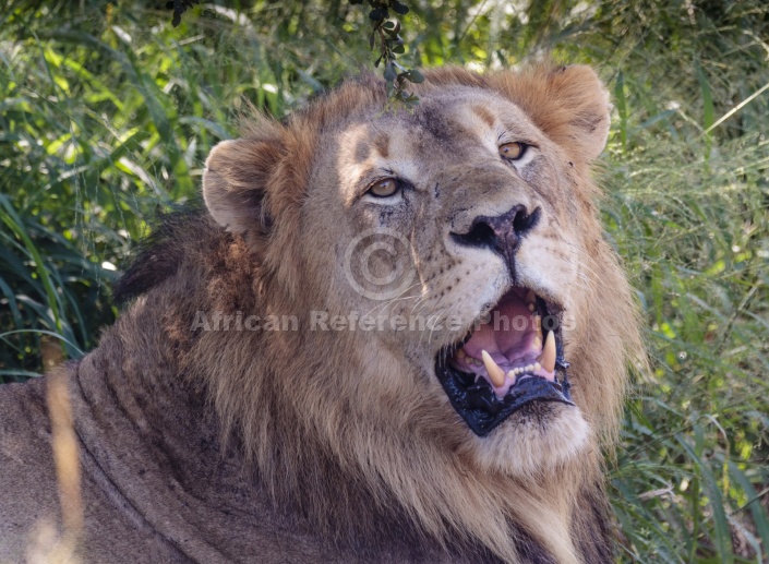 Male Lion Close View