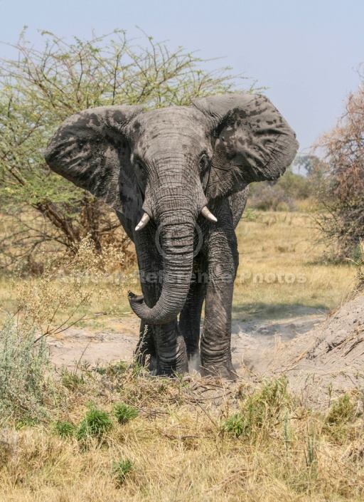 African Elephant Reference Photo