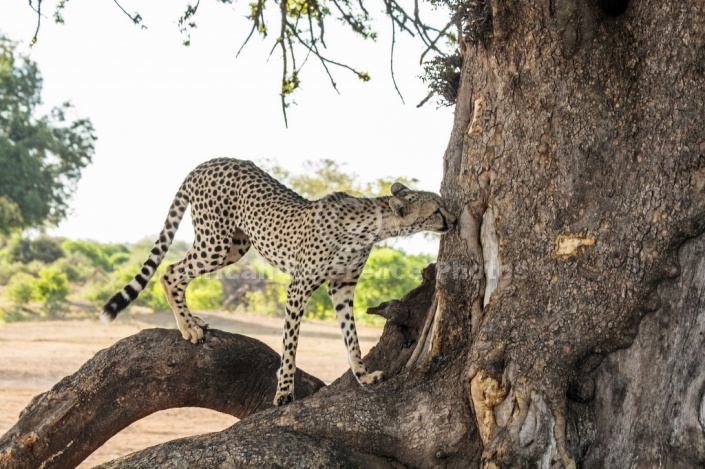 Cheetah