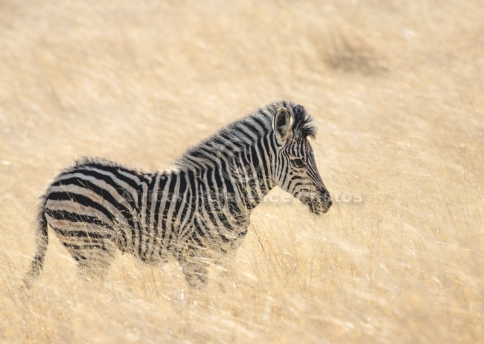 Zebra Foal in Golden Winter Grass
