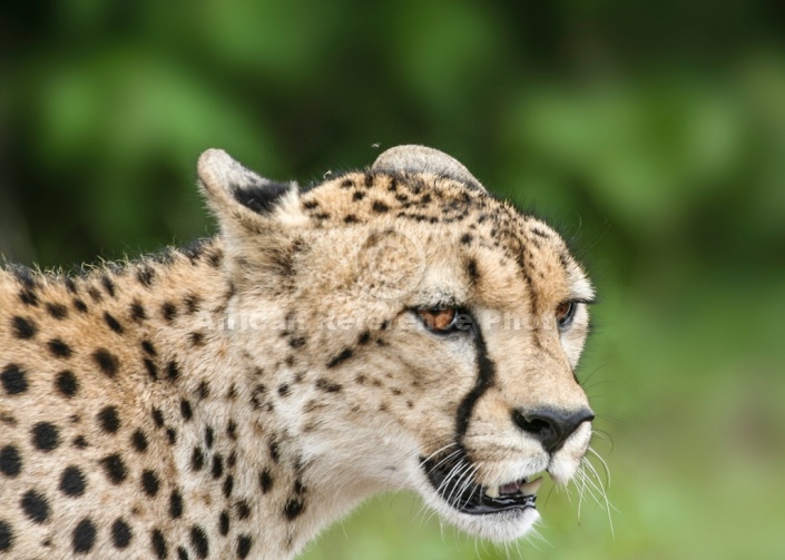Cheetah Head, Close-up