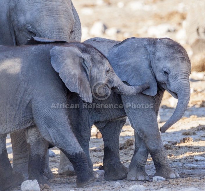 Affectionate Baby Elephants