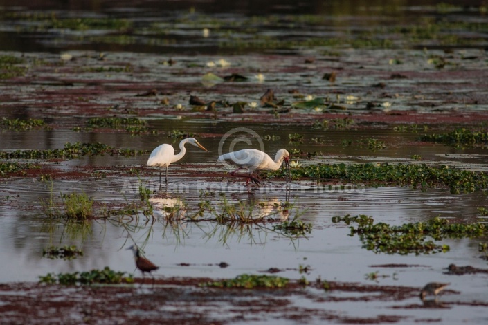 African Spoonbill Reference Picture