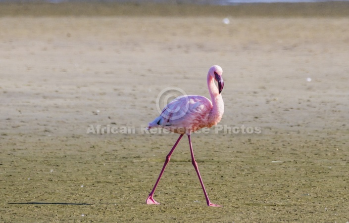 Lesser Flamingo Striding Out