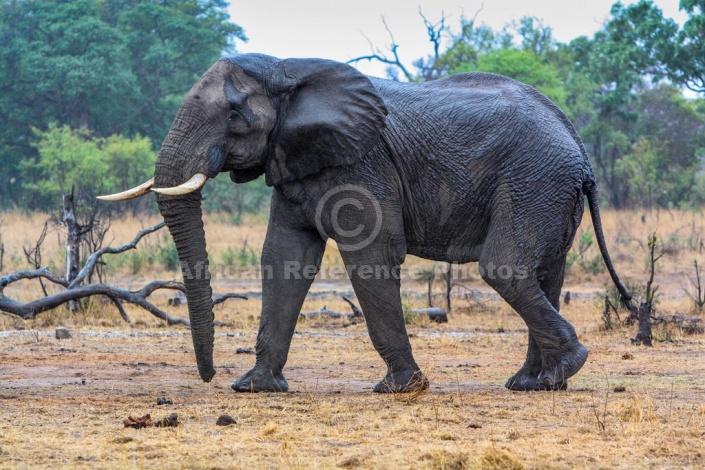 Elephant Taking a Walk