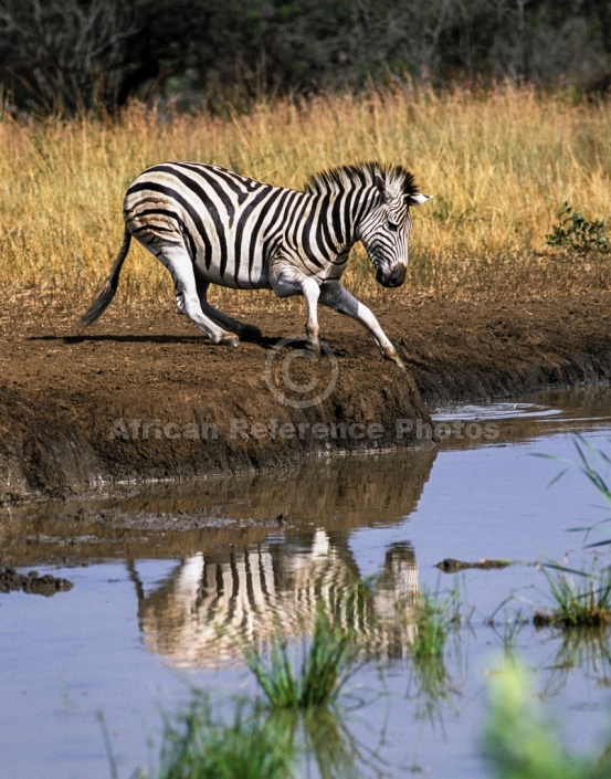 Zebra Standing at Water's Edge