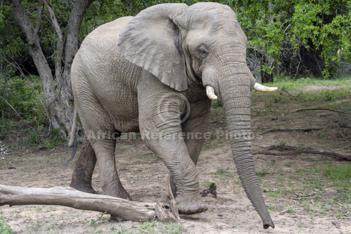 Elephant Heading for Waterhole