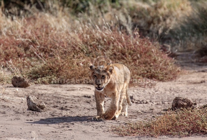 Lion Cub Frontal View