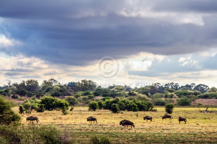 Wildebeest in Grassland Scenic