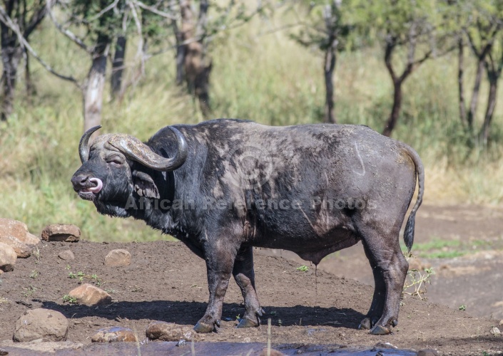 Buffalo Bull