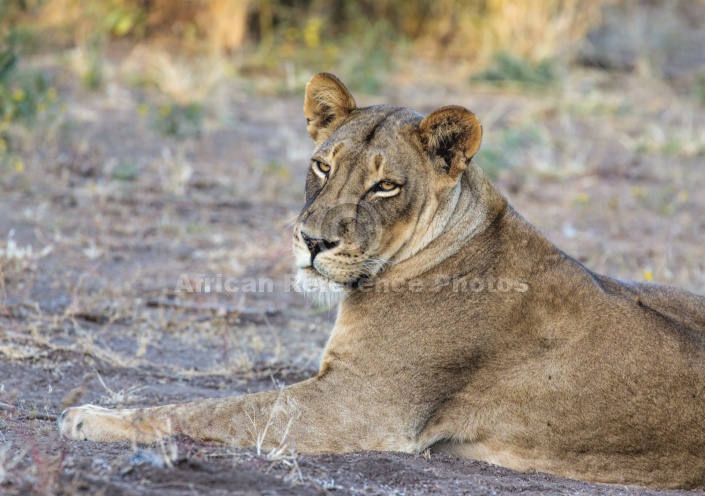 Lioness Head and Torso