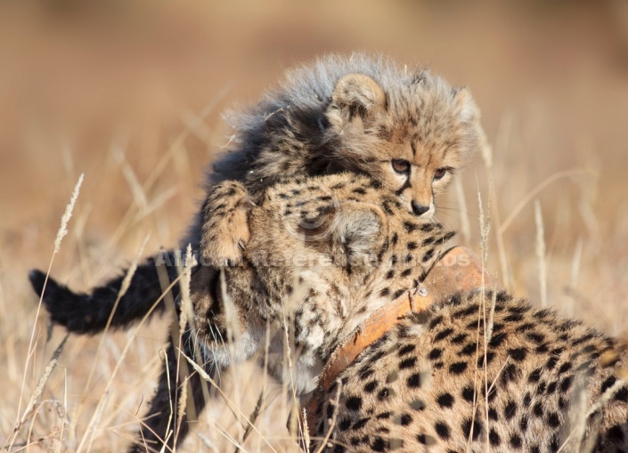 Cheetah Cub Clambering over Mother