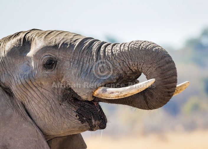 Elephant Using Trunk to Drink